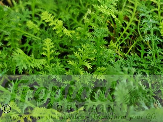 Leptinella squalida