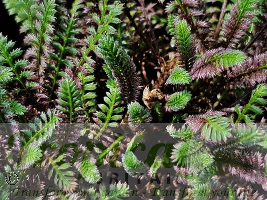 Leptinella squalida 'Platt's Black'
