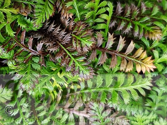 Leptinella squalida 'Platt's Black'