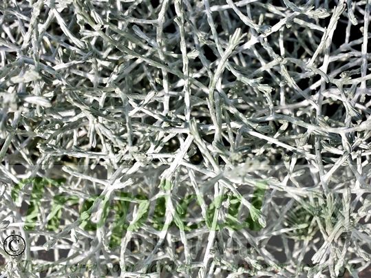Leucophyta brownii