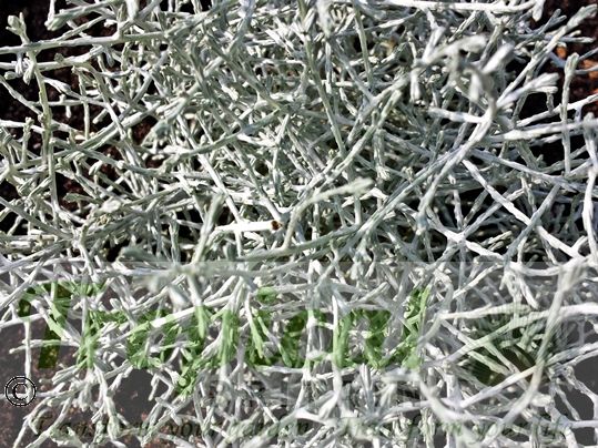Leucophyta brownii