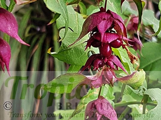 Leycesteria formosa 