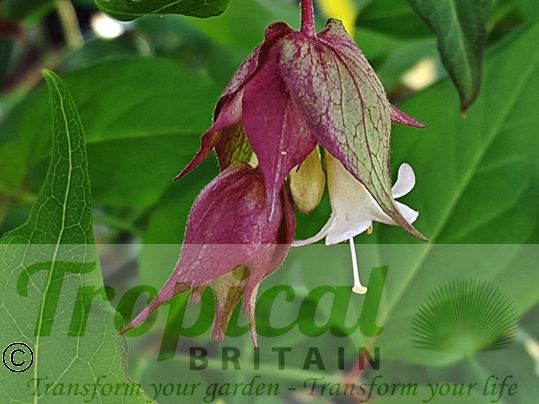 Leycesteria formosa 