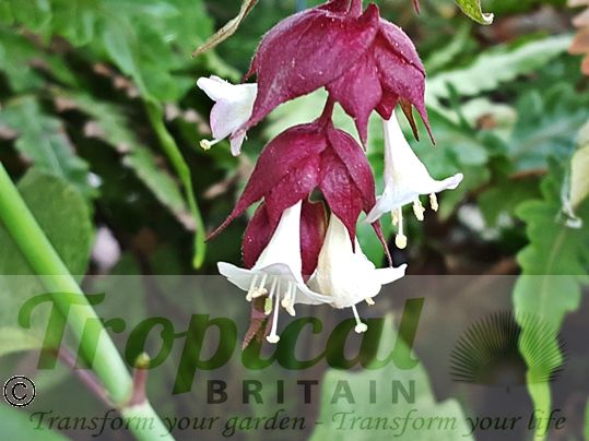 Leycesteria formosa
