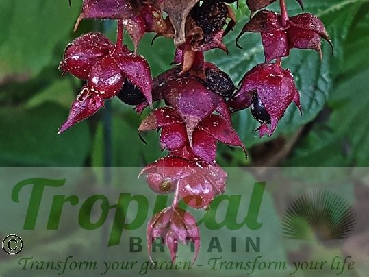 Leycesteria formosa