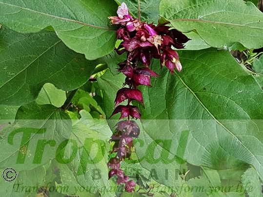Leycesteria formosa 