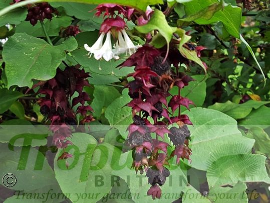 Leycesteria formosa 