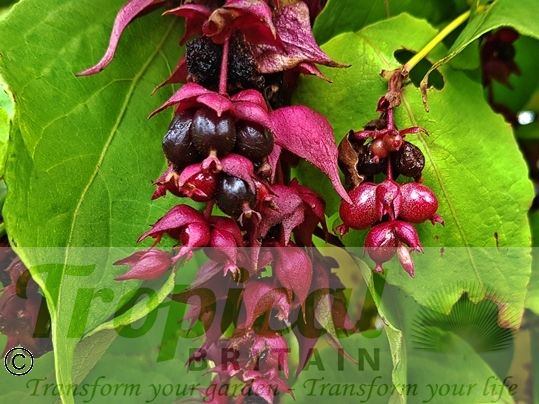 Leycesteria formosa 