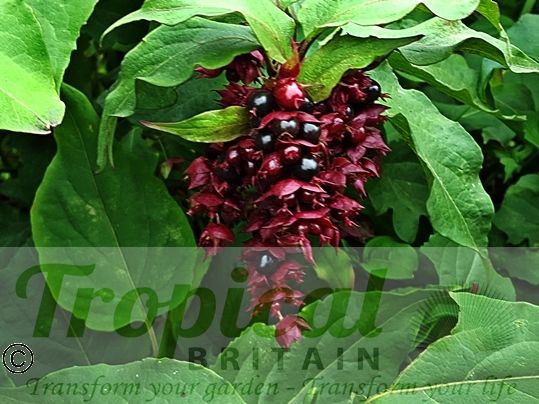 Leycesteria formosa - berries in Autumn