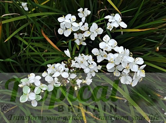 Libertia grandiflora