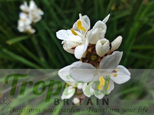 Libertia grandiflora