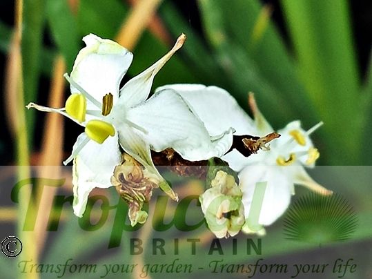 Libertia grandiflora