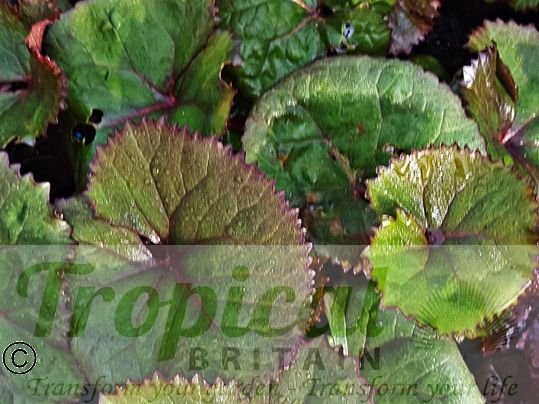 Ligularia dentata 'Desdemona'