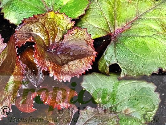 Ligularia dentata 'Desdemona'