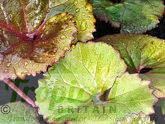 Ligularia dentata 'Desdemona'