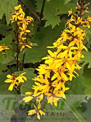 Ligularia przewalskii