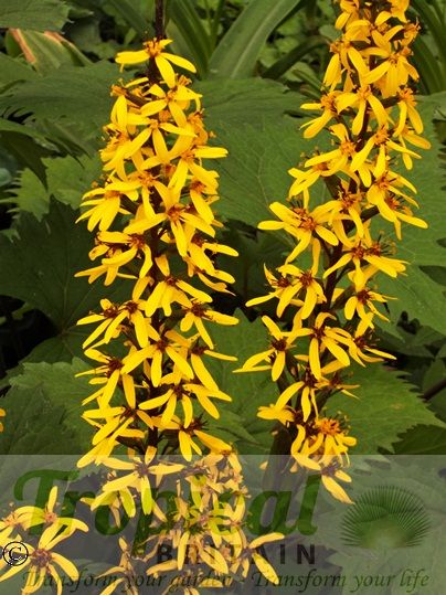 Ligularia przewalskii