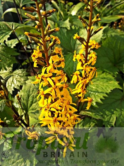 Ligularia przewalskii