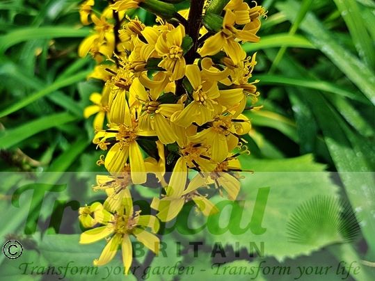 Ligularia przewalskii﻿