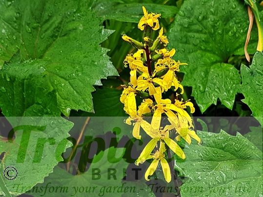 Ligularia przewalskii