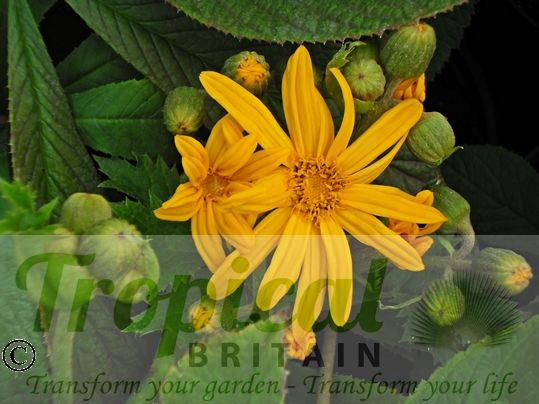 Ligularia x palmatiloba