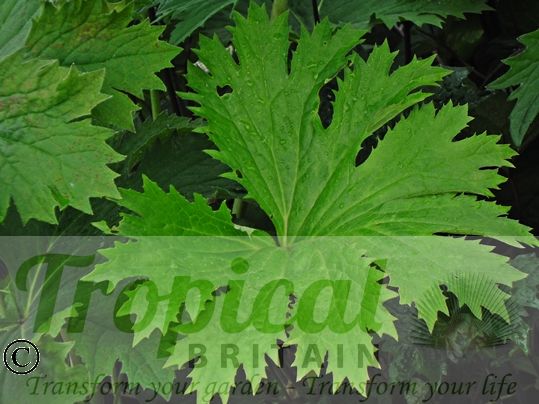 Ligularia x palmatiloba