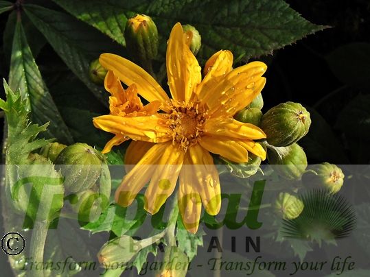 Ligularia x palmatiloba