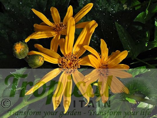 Ligularia x palmatilob