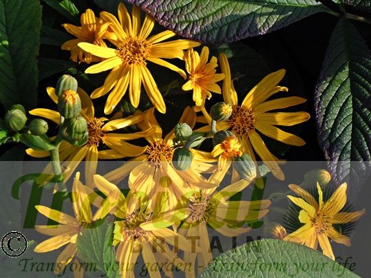 Ligularia x palmatiloba