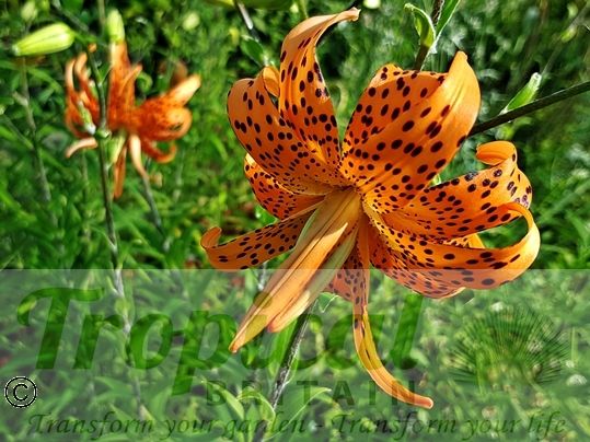 Lilium lancifolium 'Flore Pleno'