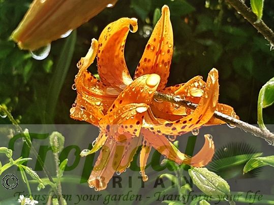 Lilium lancifolium 'Flore Pleno'