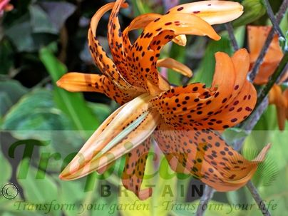 Lilium lancifolium 'Flore Pleno'