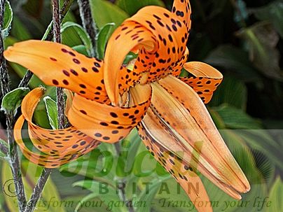 Lilium lancifolium 'Flore Pleno'