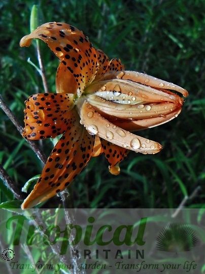 Lilium lancifolium 'Flore Pleno'