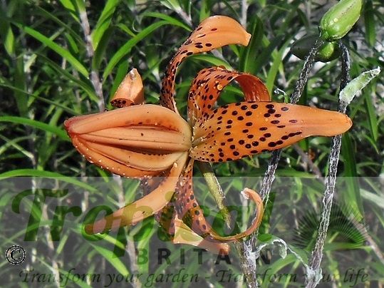 Lilium lancifolium 'Flore Pleno'