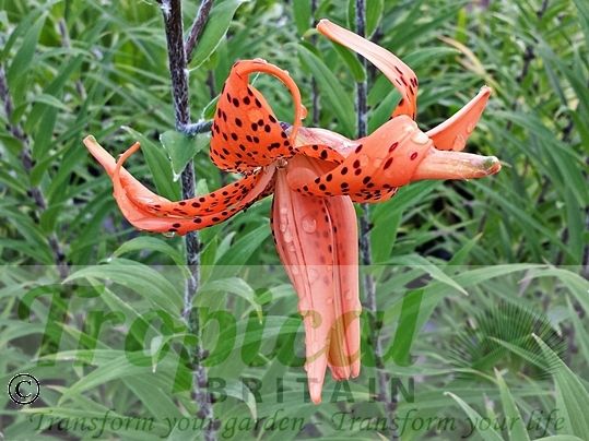 Lilium lancifolium 'Flore Pleno'