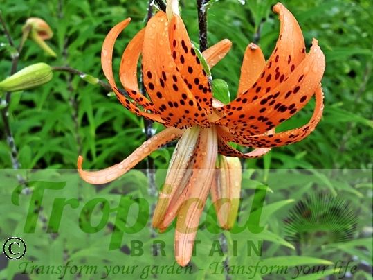Lilium lancifolium 'Flore Pleno'