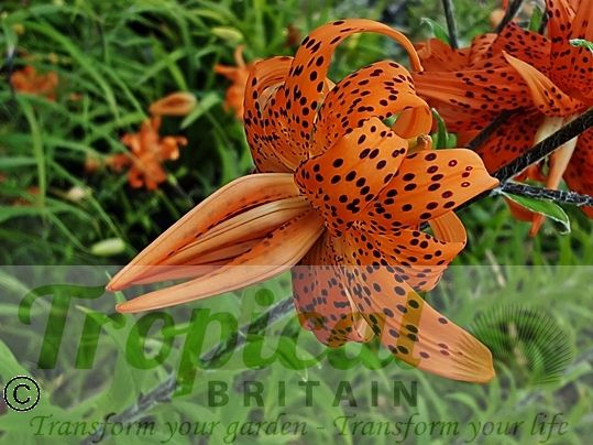 Lilium lancifolium 'Flore Pleno'