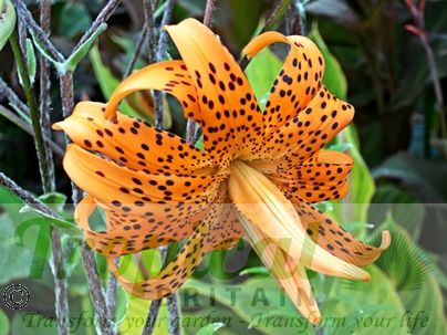Lilium lancifolium 'Flore Pleno'