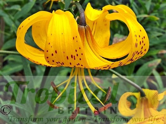 Lilium leichtlinii