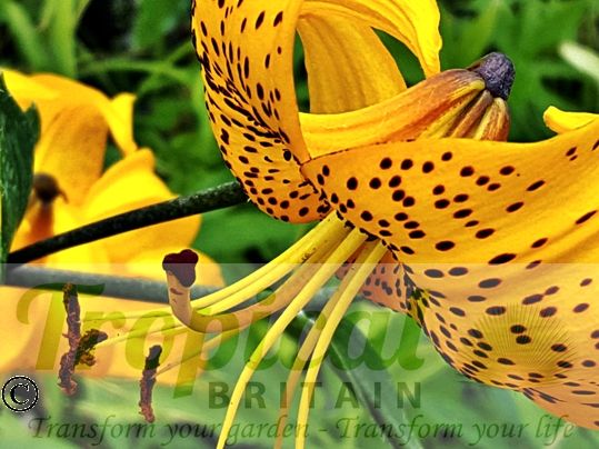 Lilium leichtlinii