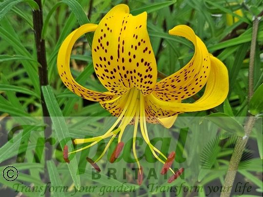 Lilium leichtlinii