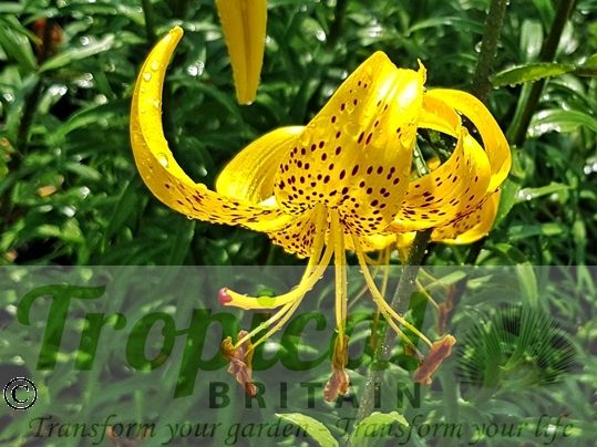 Lilium leichtlinii