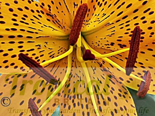 Lilium leichtlinii