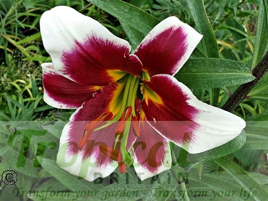 Lilium 'Miss Lily'