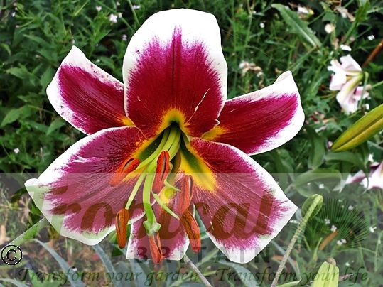 Lilium 'Miss Lily'