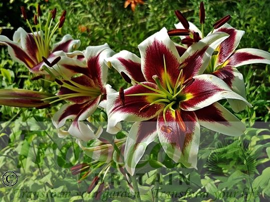 Lilium 'Miss Lily'