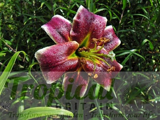 Lilium 'Miss Lily'