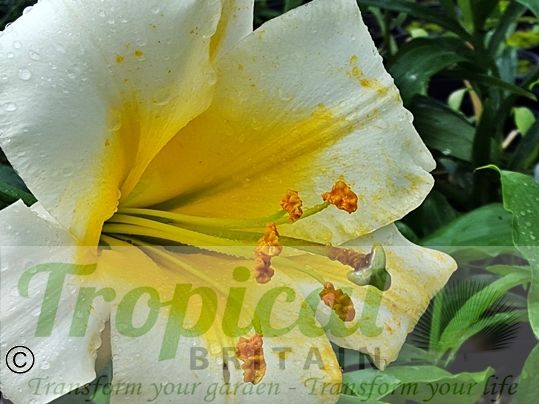 Lilium regale
