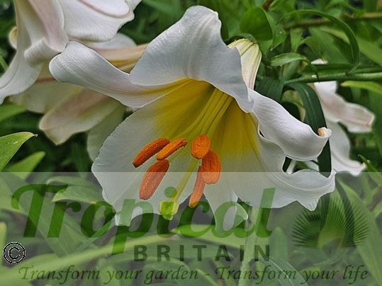Lilium regale